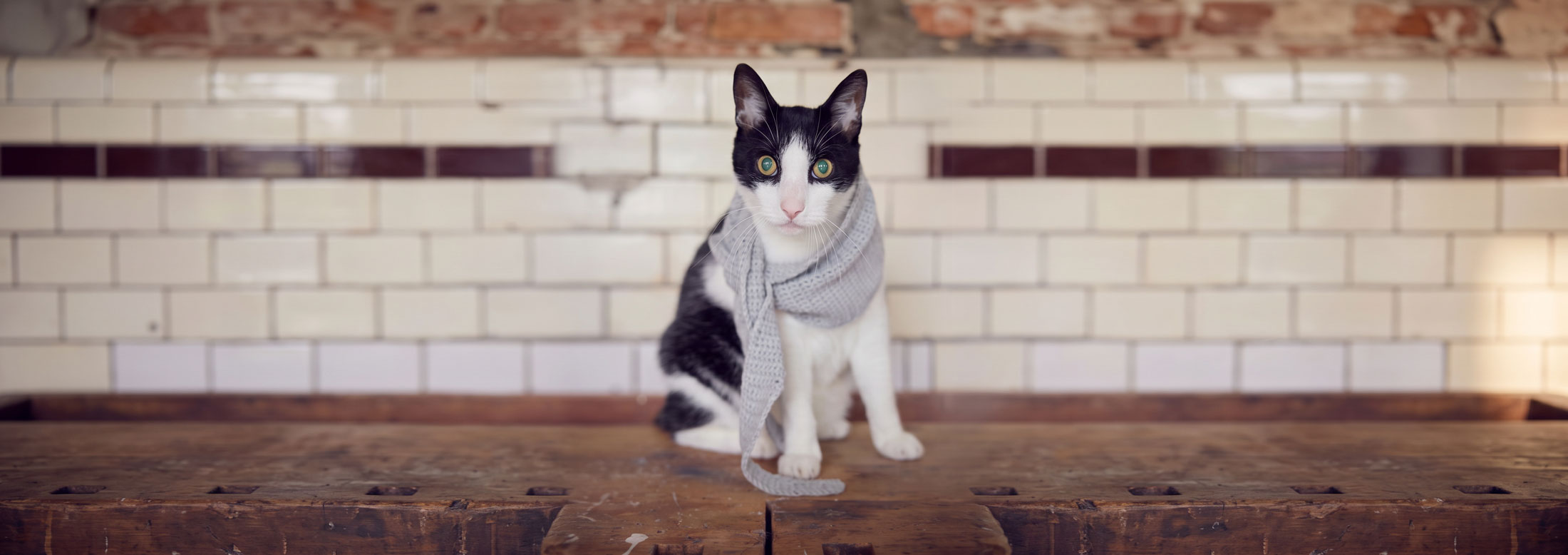 Kater Mo, schwarz-weiß mit grauem Strickschal, sitzt auf der alten Werkbank vor der gefliesten Wand